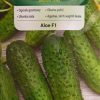 Uhorka Aloe F1