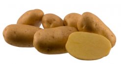 Sadbové zemiaky Agria