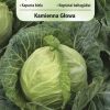 Kapusta Kamienna glowa