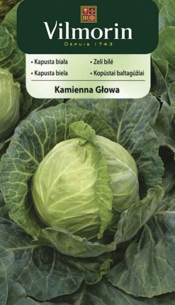 Kapusta Kamienna glowa