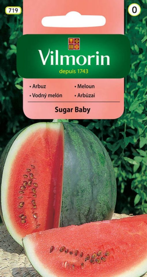 Melón Sugar baby