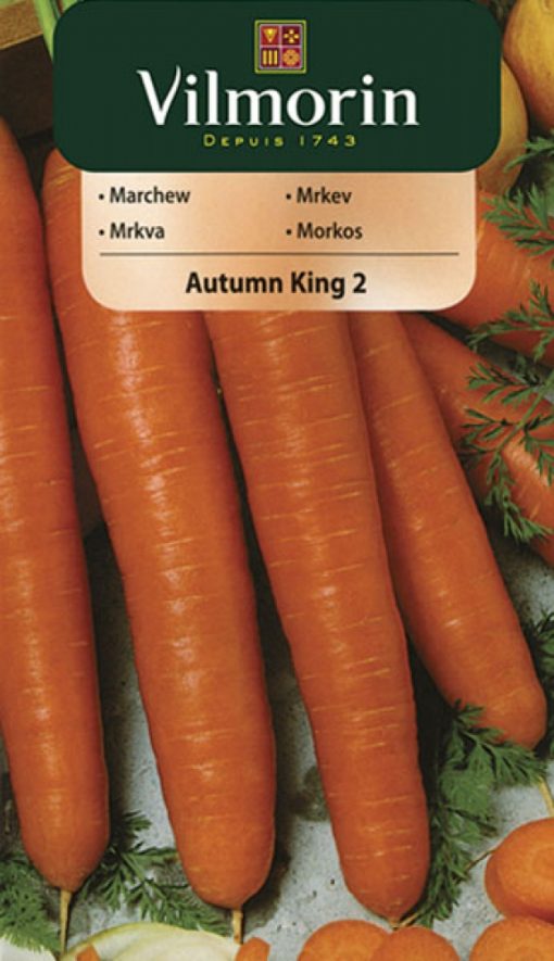 Mrkva Autumn King 2