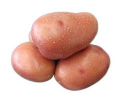 Sadbové zemiaky Rosara