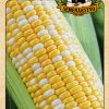 Kukurica siata cukrová - Ramondia F1