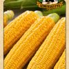 Kukurica siata cukrová - Longa F1