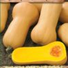 Tekvica muškátová Butternut Liscia