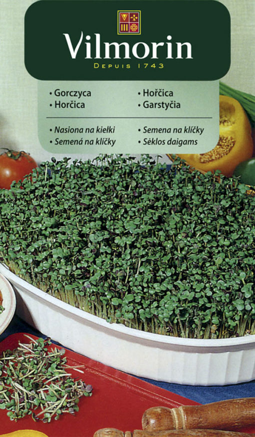 Horčica microgreens, klíčky