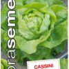 Šalát hlávkový celoročný Cassini DS