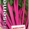 Mangold Magenta Sunset DS