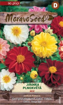 Georgína plnokvetá zmes