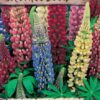 Vlčí bôb -Lupinus mix